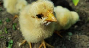 Preventing the spread of avian influenza in Ontario farms