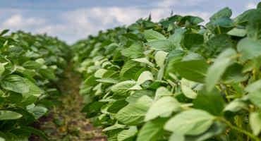 Researchers Enhance Soybean Phytophthora Resistance Without Growth Penalty