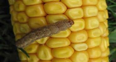 Caterpillar Damage in Your Corn Ears