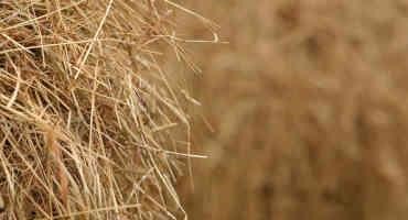 Pasture and Forage Minute: Monitoring Hay Quality and Pests, Early Cornstalk Harvest