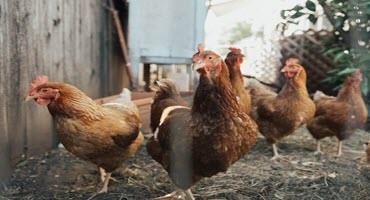 Free avian flu workshops available to B.C. poultry owners