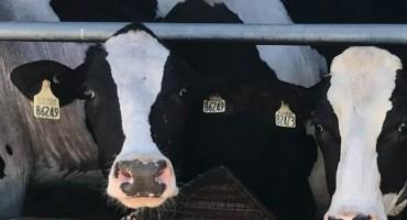Expansion of a Lucrative Dairy Digester Market is Sowing Environmental Worries in the U.S.