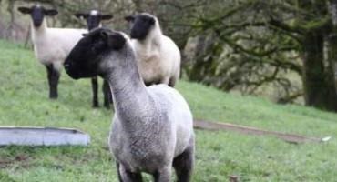 Hemp Byproducts Are Good Alternative Feed For Lambs, Study Finds