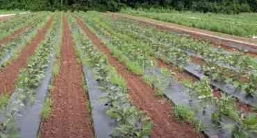 Biodegradable Plastic Mulch: A Climate-smart Agricultural Practice