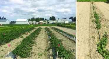 Steps for Successfully Growing Sweet Potatoes in Washington