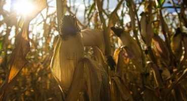 A Better Understanding of Crop Yields Under Climate Change