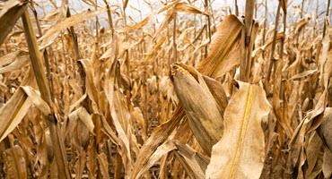 Corn maze season is here
