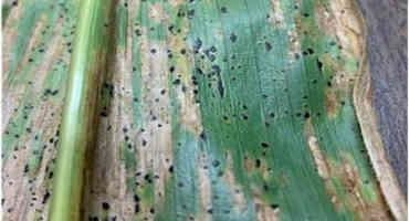 Look Out for Tar Spot on Corn