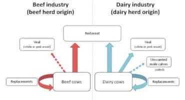 Experts Agree: Dairy Cattle's Welfare Worse Than Beef Cattle