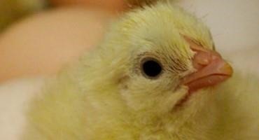 Reusing Poultry Litter Can Reduce Antibiotic-Resistant Salmonella