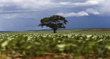 Brazilian Soybean Growers' use of Biofertilizer Examined
