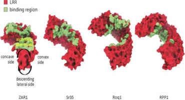 Structure of Wheat Immune Protein Resolved—Important Tool In The Battle For Food Security