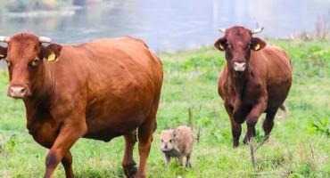 A Piglet Left Behind By Its Herd Finds A New Family With Some Cattle