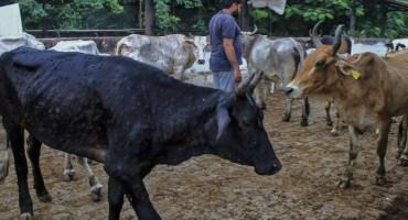 Virus Kills 100,000 Cattle In India, Threatens Livelihoods