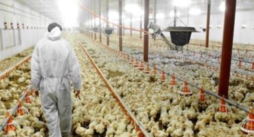 Pressure Builds on Costco to Commit to Better Poultry Practices