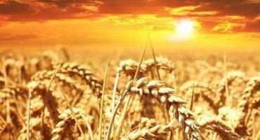 Ethanol Helps Plants Better Tolerate Heat Stress