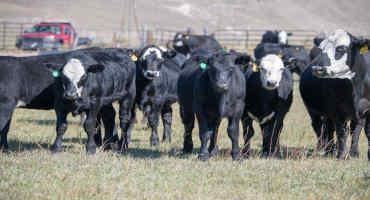 Tensions Surrounding US Beef Exports to China