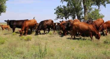 Increased Beef Production Indicates Continued Cattle Industry Contraction