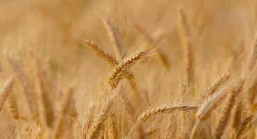 2022 Nebraska Small Grain Acreage and Production