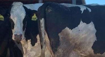 'I've Never Lost This Many Animals.' Inside A Dairy Farm Hit By Hurricane Ian