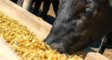 FDA Approves Combination Feeding Of Pennchlor, Rumensin To Beef Cattle