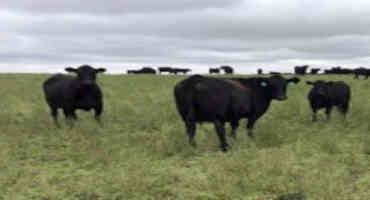 Consider Toxicity Issues When Grazing In The Fall