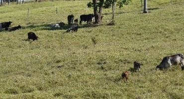 How Cattle Ranchers In Brazil Cope With Weather Shocks