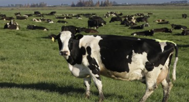 New Zealand Angers Its Farmers By Proposing Taxing Cow Burps