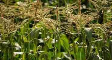 Researchers Show the cause of Productivity Loss in the Fluctuating Light of Maize Crop Canopies