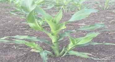 Corn Plants with Tillers Work well in Restrictive Environments