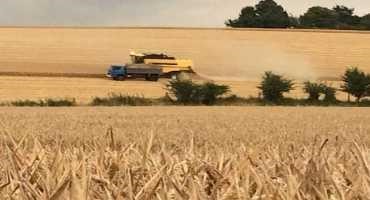 Climate Change is Testing Resilience of UK Wheat Yields