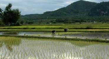 How Climate Change Influences Paddy Soil nitrogen Pool in Northeastern China