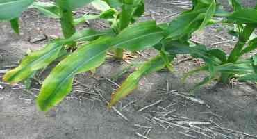 Fall K Fertilizer Decisions: How should Corn Growers Prioritize Applying Potassium?