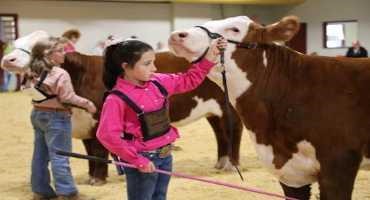 Family Strong Support During Livestock Shows