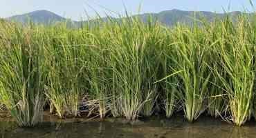 African Wild Rice Genes help Perennial Rice to Halve its Production Cost