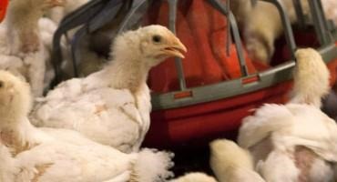 USDA Wants To Update Poultry Production To Combat Foodborne Illnesses