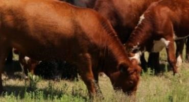 Livestock and the Farm Bill