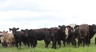 Beef Tips: How To Sell And Source Local Beef