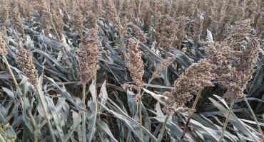 Premature Frost Damage to Crops