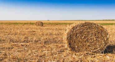 Pasture and Forage Minute: Corn Residue Options, Grazing Standing Corn