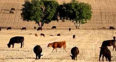 Cattle Industry Sees Red Over Google Flagging Beef Emissions