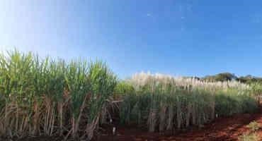 Artificial Intelligence Helps Predict Performance Of Sugarcane In The Field