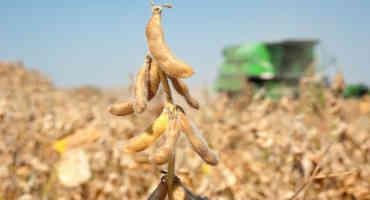 Crop Progress: Corn, Soybean Harvest Ahead of Schedule, Winter Wheat Planting Wraps Up