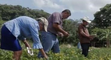 'Farmer-Researchers' Join Front Line In Testing Crops