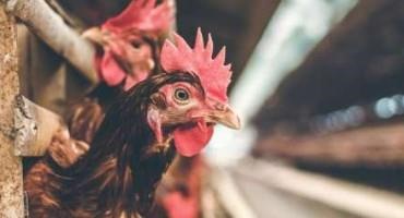 Dutch Cull 300,000 Chickens After Bird Flu Outbreak