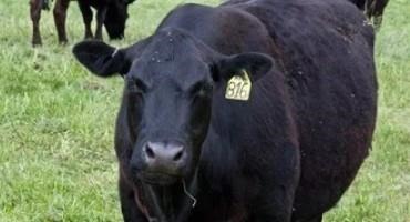 Urea in Beef Cattle Rations