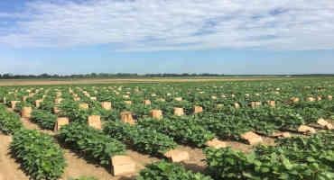 Arkansas Soybean Researchers Breed for ‘Plasticity’ in Various Environments