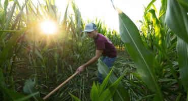 Aggie Corn Maze Open For Business Despite Drought