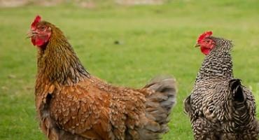 Bird Flu Found In Oklahoma Backyard Poultry Flocks