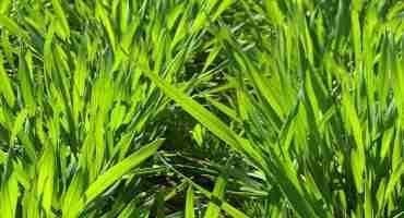 Controlling Italian Ryegrass in Winter Wheat
